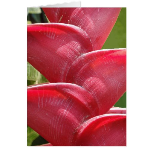 Red Heliconia Detail Cards