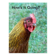 Red Hen Postcard