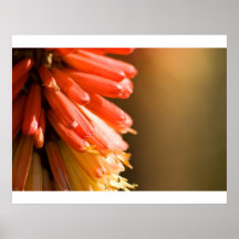 Red Hot Poker flower Posters
