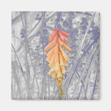 Red Hot Poker Fridge Magnet