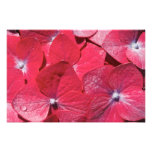 Red hydrangea art photo