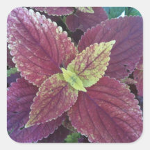 Red Leaf Plant Large Square Stickers