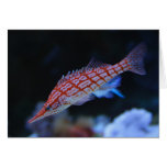 Red Longnose Hawkfish Greeting Card