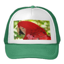 Red Macaw Parrot Hat