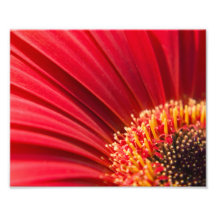Red Macro Gerbera Daisy Flower Art Photo