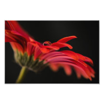 Red Macro Gerbera Flower Art Photo