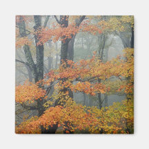 Red Maple tree, Acer rubrum, portrait in foggy Fridge Magnets