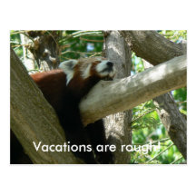 Red Panda Postcard