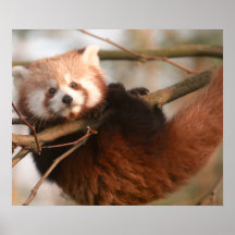 RED PANDAS PRINT
