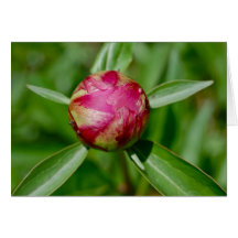Red Peony Bud Cards