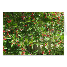 Red Pie Cherries Card