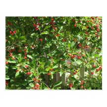 Red Pie Cherries Postcards