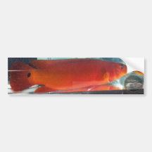 Red Pike Cichlid Bumper Stickers