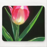 Red Pink Beauty Tulip, (Tulipa Gesneriana) flowers Mouse Pads