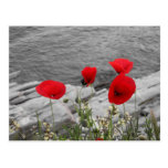 red poppies post card