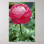 Red Ranunculus flowers Print