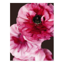 Red Ranunculus Post Cards