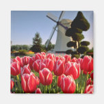Red Red tulips and windmill flowers Fridge Magnets