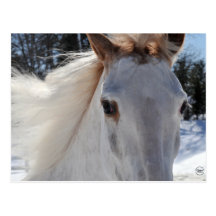 Red Roan Horse Eyes Post Cards