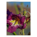 Red Rocks Canyon Joshoa Trees Deserts Card