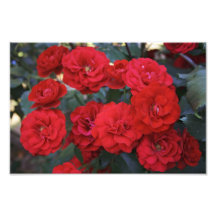 Red Rose Blossoms - flower photography