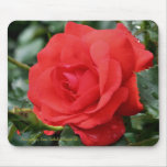 Red Rose Flower Photography Mousepad