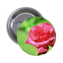 Red Rose flowers Button