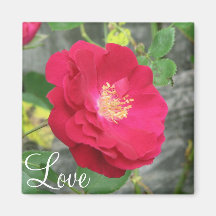 Red Rose Fridge Magnet