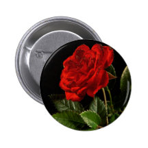 Red Rose From My Balcony Garden Pins