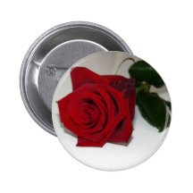Red Rose On White Button