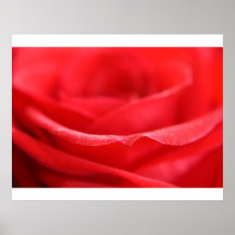 Red Rose Petals Poster