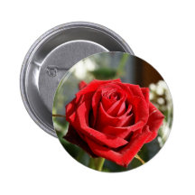 red rose pin