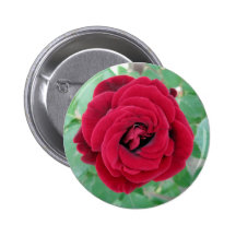 red rose pinback button
