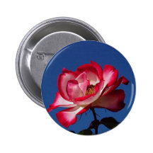 Red Rose Pinback Buttons