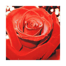 Red Rose Wrapped Canvas Print