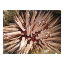 Red Sea Urchin Photo Print