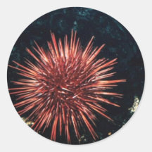 Red Sea Urchin Round Sticker