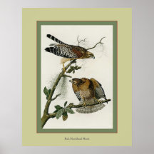 Red-Shouldered Hawk Posters