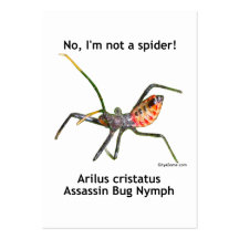 Red Spider Assassin Bug Business Card Templates