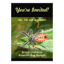 Red Spider Assassin Bug Custom Announcement