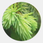Red Spruce Sprouts Tree Round Sticker