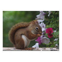 Red Squirrel & Petunias ATC Business Card Templates