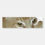 Red Tabby Maine Coon Bumper Stickers