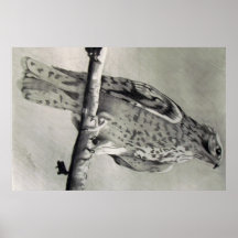 Red Tail Neighbour Poster