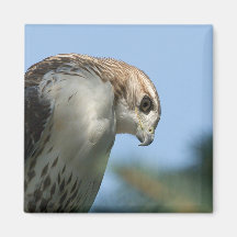 Red-Tailed Hawk Fridge Guard Fridge Magnet