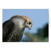 Red-tailed Hawk Greeting Card