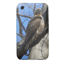 Red Tailed Hawk (Juvenile) iPhone 3 case