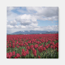 Red Tulip Field Refrigerator Magnets