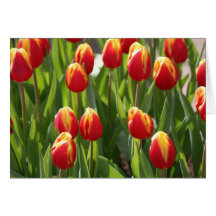 red tulips card