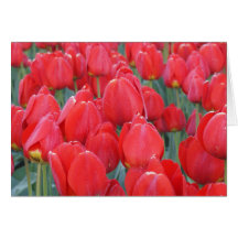 Red Tulips Closeup Photography on Cards